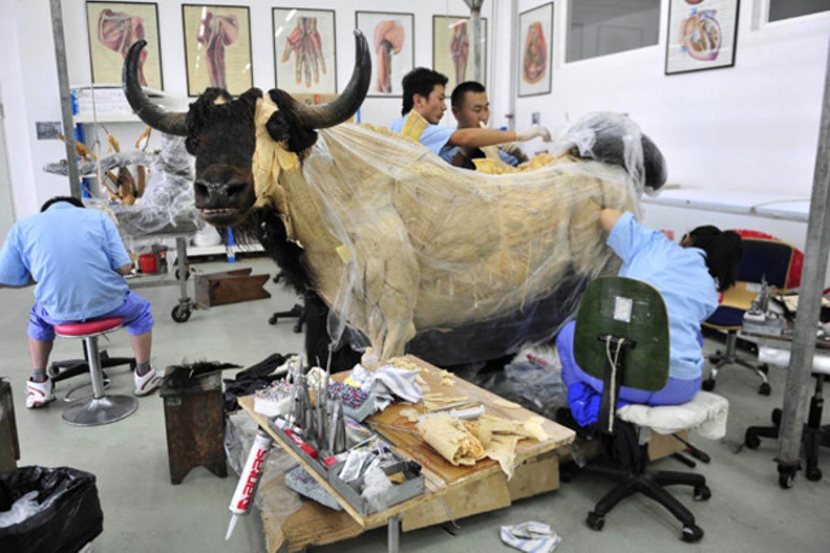 Tècnics del taller Dalian Hoffe de Bio-tecnologia dissequen el cos d’un iac per a una exposició a Dalian, província de Liaoning (Xina).