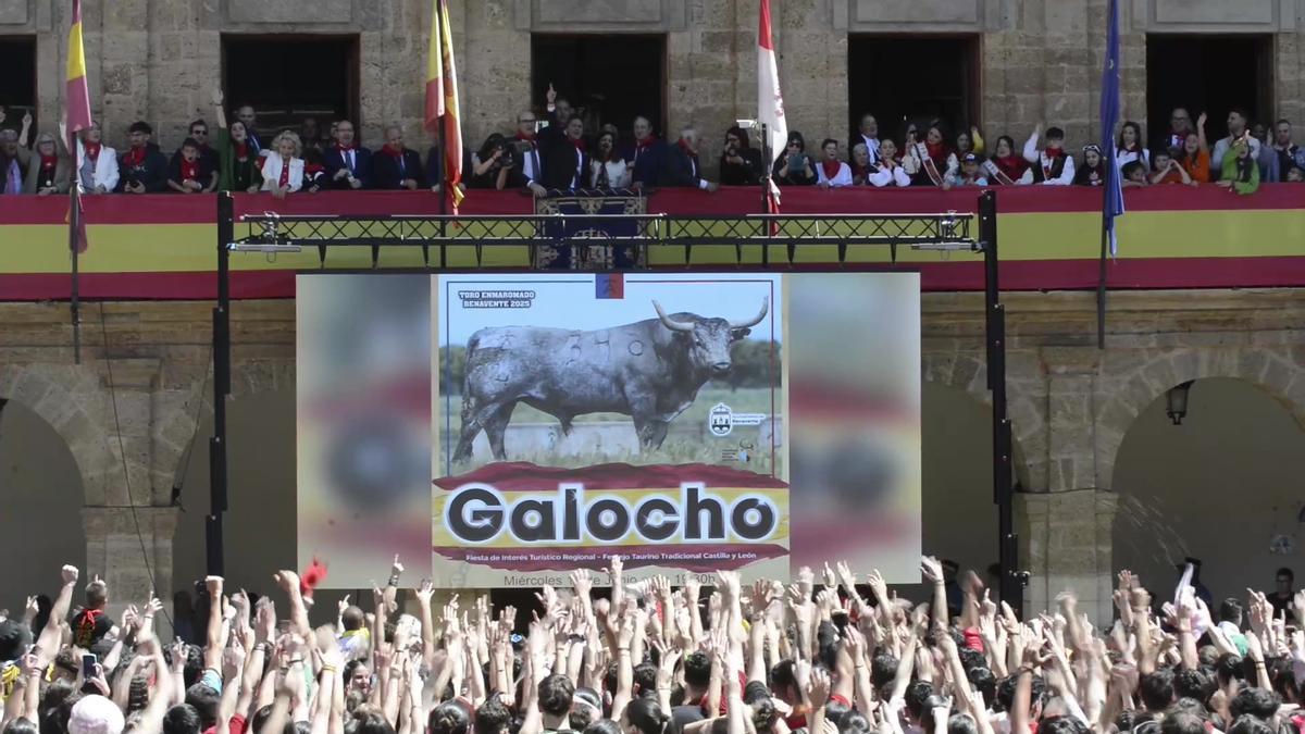 VÍDEO | Así ha sido la presentación de Galocho, Toro Enmaromado de Benavente 2025