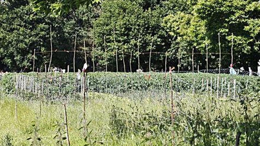 Cultivos al lado de una finca forestal, en Bandeira.