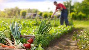 Un mejor tratamiento del suelo favorece a la agricultura ecológica