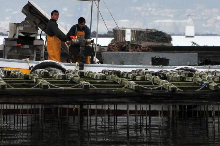 Los bateeiros de Arousa encordan mejilla