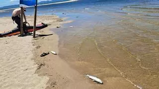 Un bacteri continua causant la mort de peixos a la desembocadura del Fluvià i la Muga