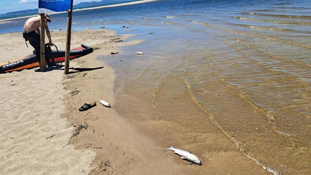 Peixos morts a la platja.