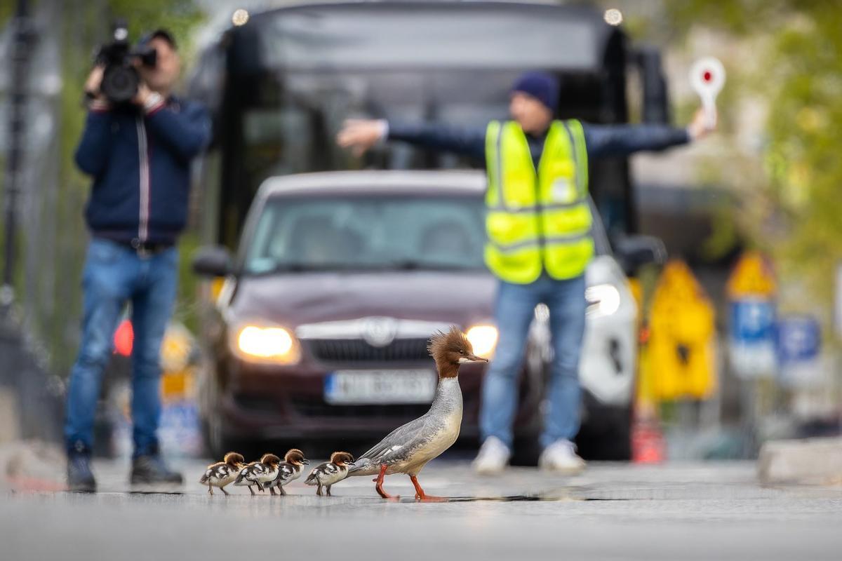 'Viaje traicionaero', oro en la categoría de aves urbanas.