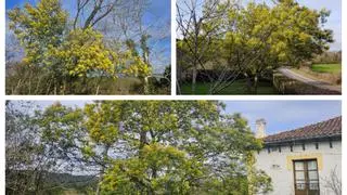 La floración de la mimosa madruga en Villaviciosa: “Este otoño fue benigno, y eso ha activado el ciclo en las áreas más expuestas al sol”