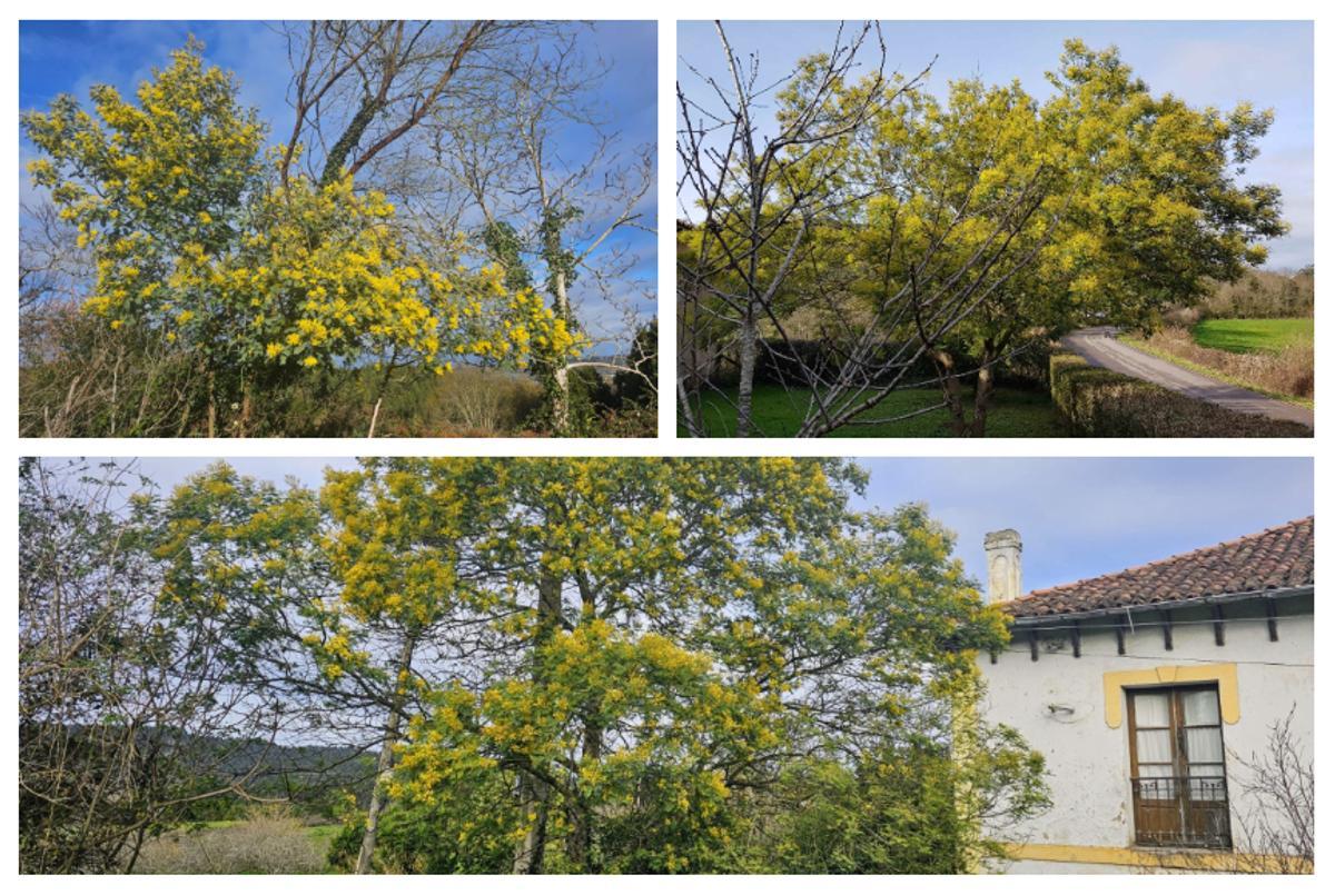 Mimosas en Villar, en Tornón y en La Magdalena.