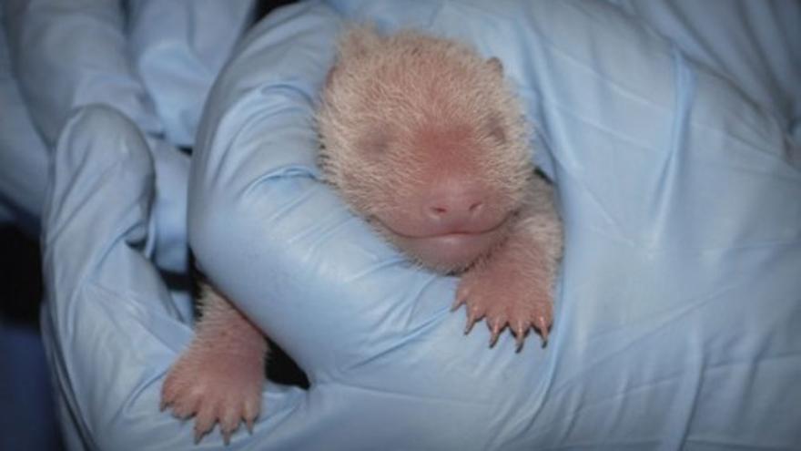 Conmovedor nacimiento de un panda gigante