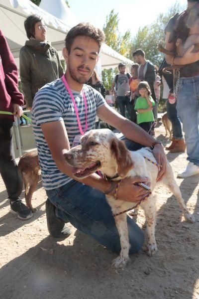 Concurso de perros en La Aldehuela