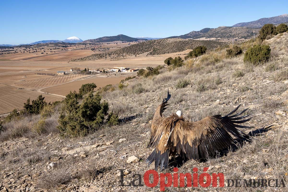 Suelta de dos buitres leonados en la Sierra de Mojantes en Caravaca