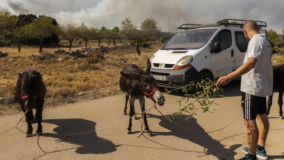 Paisaje quemado
en la CV-235 que une Bejís
con Alcublas.  germán caballero