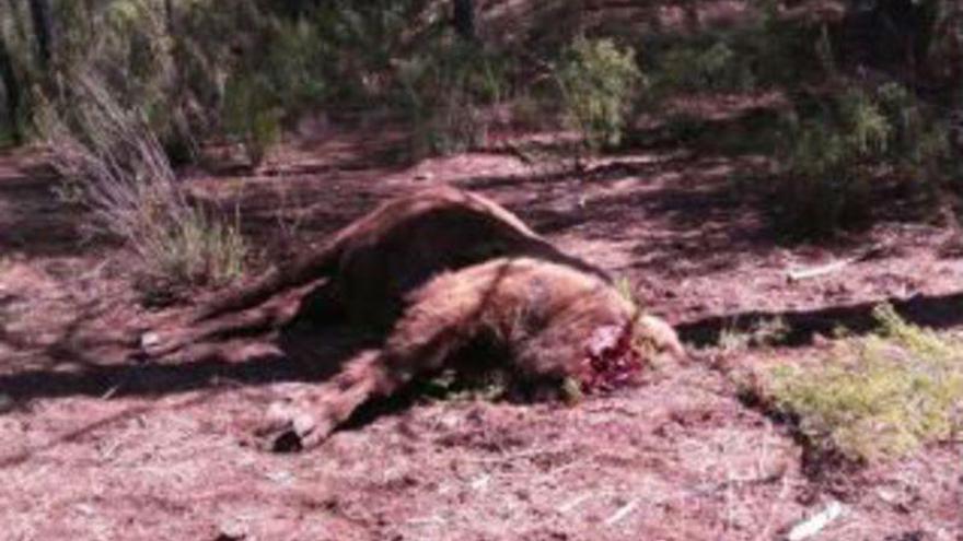 Hallado decapitado en la Reserva de Valdeserrillas el bisonte alfa de la manada