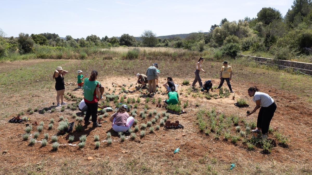 Plantar biodiversidad en forma de mariposa