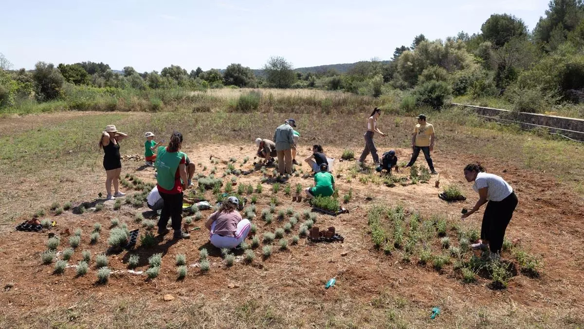Plantar biodiversidad en forma de mariposa