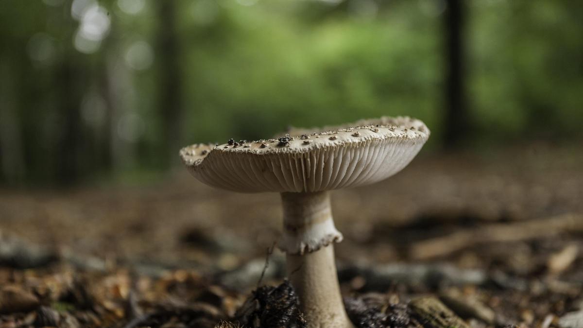 Evita riesgos: la Guardia Civil comparte sus recomendaciones para la recogida segura de setas