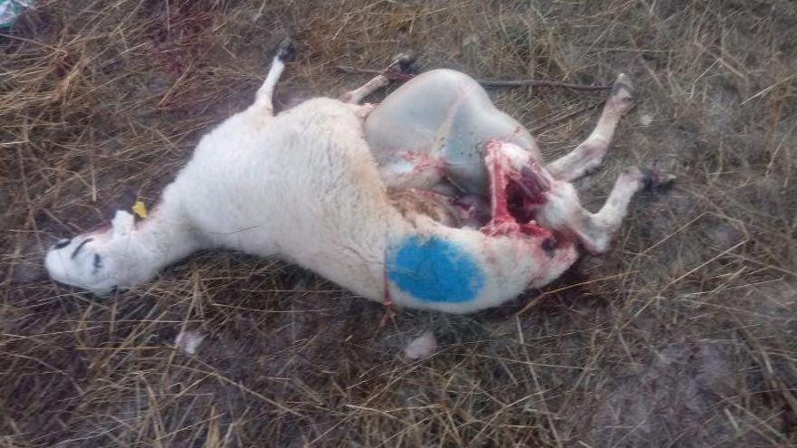 Una de las ovejas muertas por en lobo en la explotación de Fresnadillo