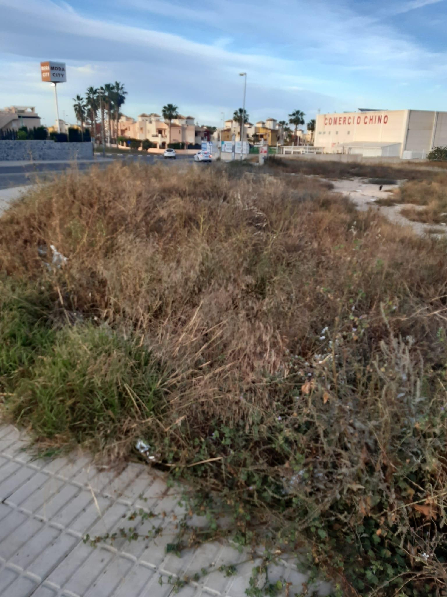 Una jungla sobre el asfalto de Orihuela Costa