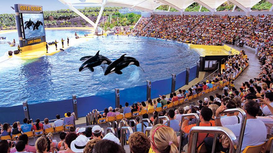 Loro Parque pide reunirse con SeaWorld para esclarecer el futuro de sus seis orcas