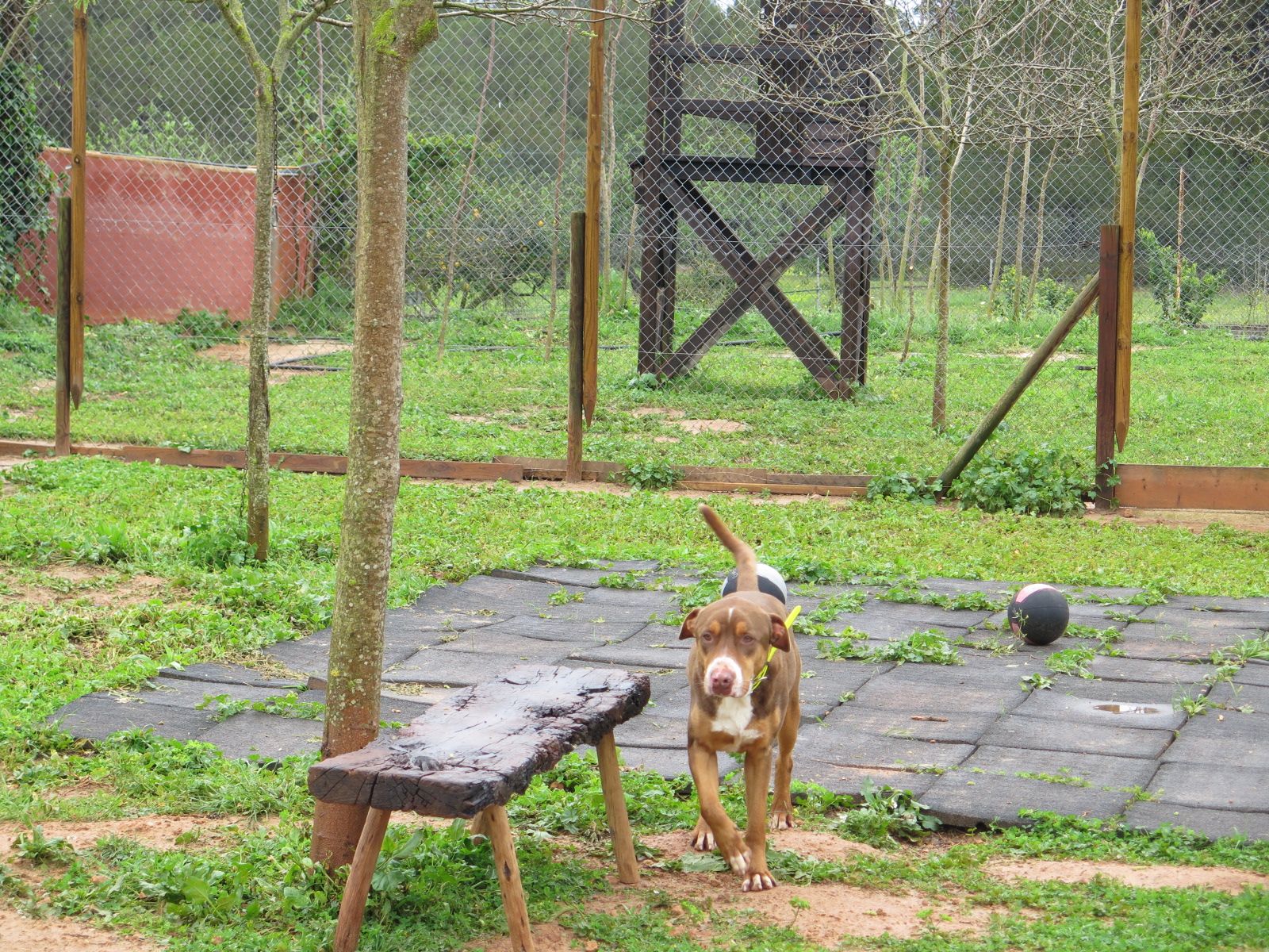Galería: voluntariado de bienestar animal de Sant Josep