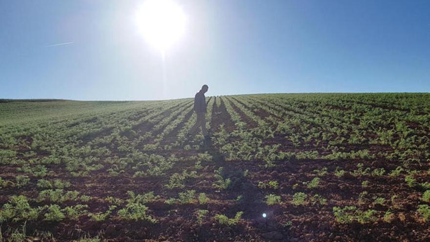 Un agricultor en un campo sembrado. |