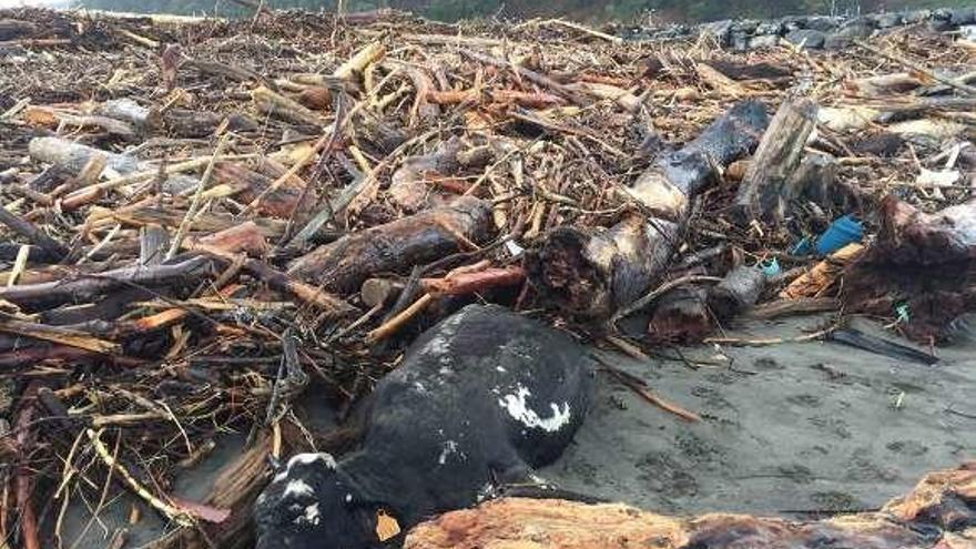 El cadáver de la vaca, en la playa de Los Quebrantos, junto a otros restos arrastrados por la riada del Nalón.