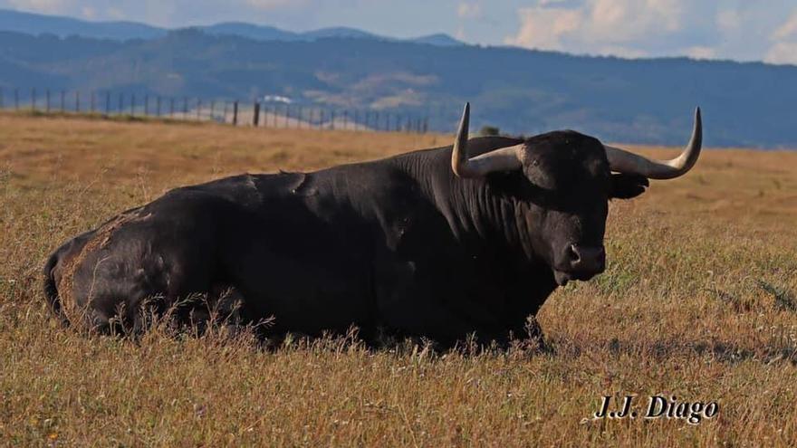 Imagen del toro de Miura en un cercado de la finca de Zahariche (Sevilla), astado que tiene un volumen superior a los que se lidiaron en la plaza de Castelló en junio.