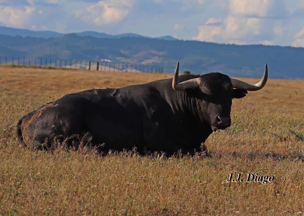 Imagen del toro de Miura en un cercado de la finca de Zahariche (Sevilla).