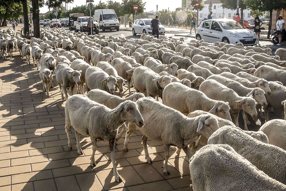 Los últimos trashumantes