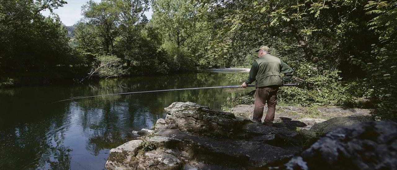 Un ribereño probando suerte en las aguas del Narcea.