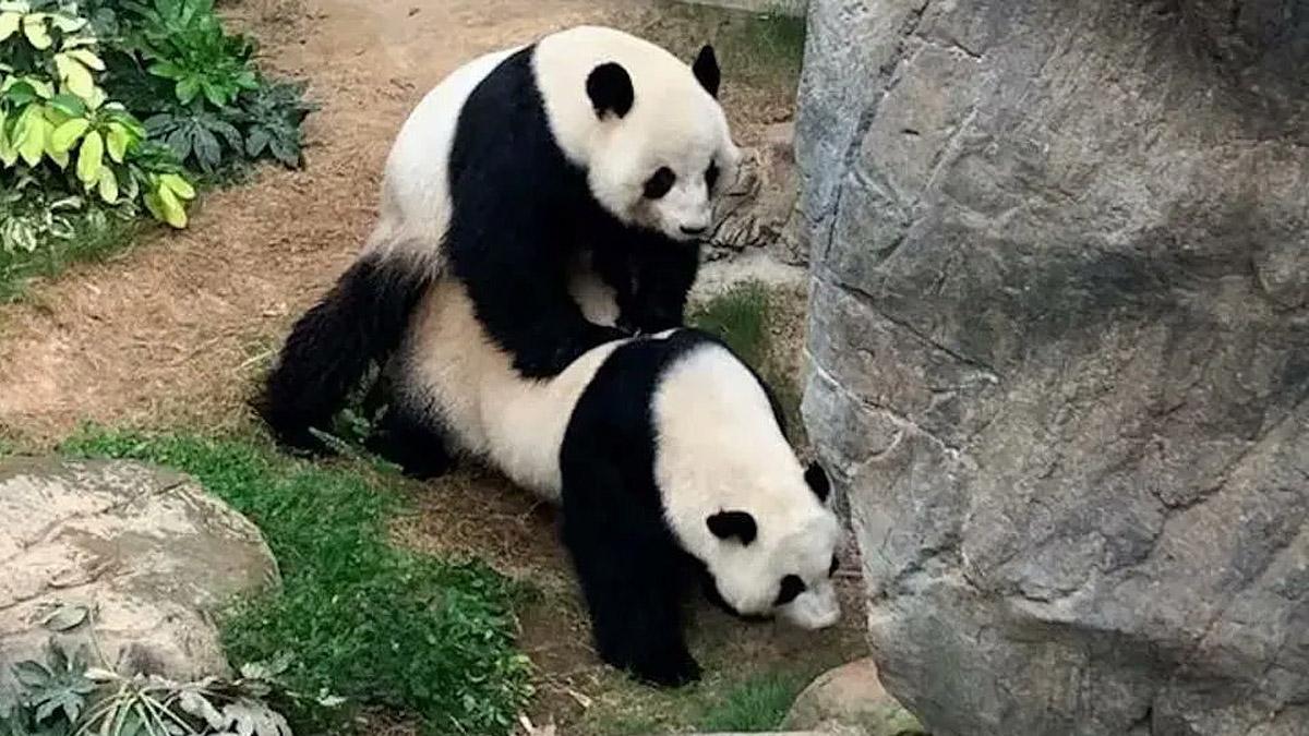 El encierro por el virus propicia el apareamiento de dos pandas en Hong Kong