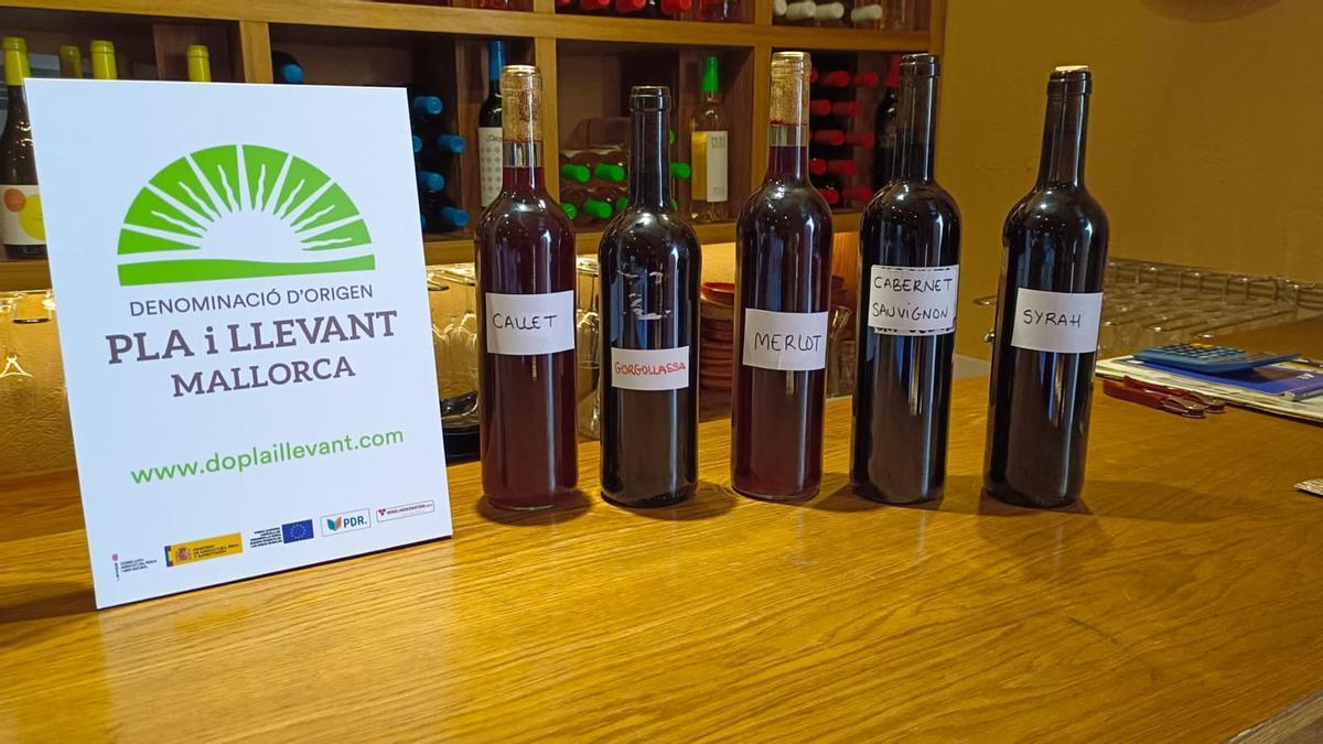 Sant Martí en Mallorca: La tradición de probar los vinos en rama