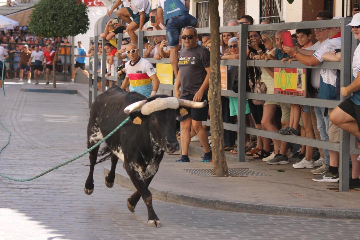 El toro de cuerda de Carcabuey, en imágenes