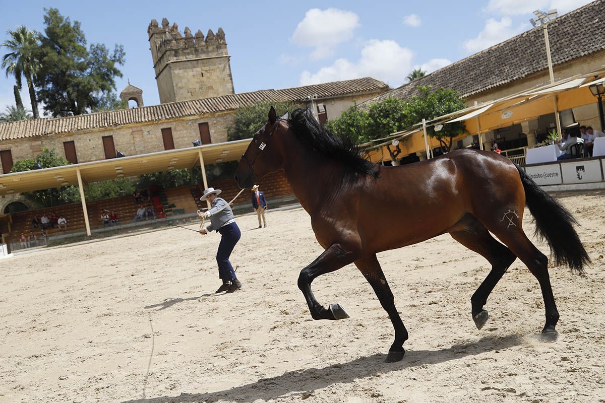 Concurso morfológico en Cabalcor