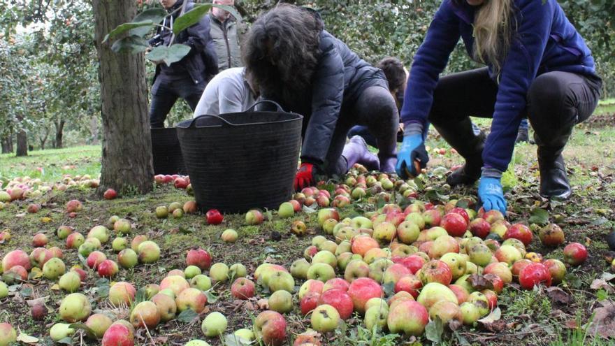 Manzanas para enviar a cualquier punto de España.