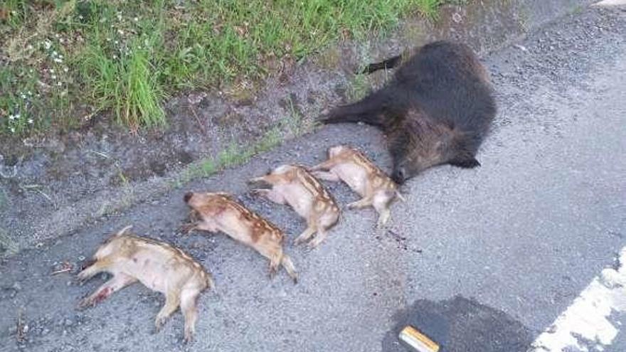 Un jabalí adulto y sus cuatro crías, muertos en la N-640 en Rellas