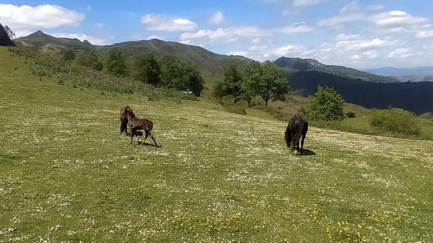 Caballos y potros en el monte Llosorio, en Mieres. | D. M.