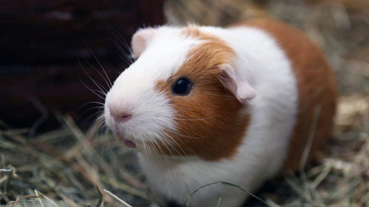 Qué pasa si tengo una cobaya con la nueva Ley de Bienestar animal?