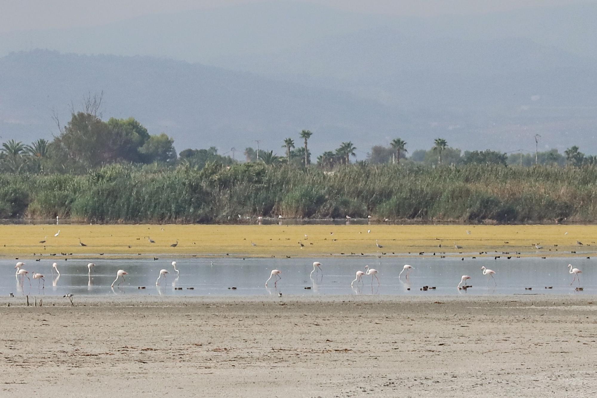 El Hondo deseca sus dos embalses para regenerar el agua