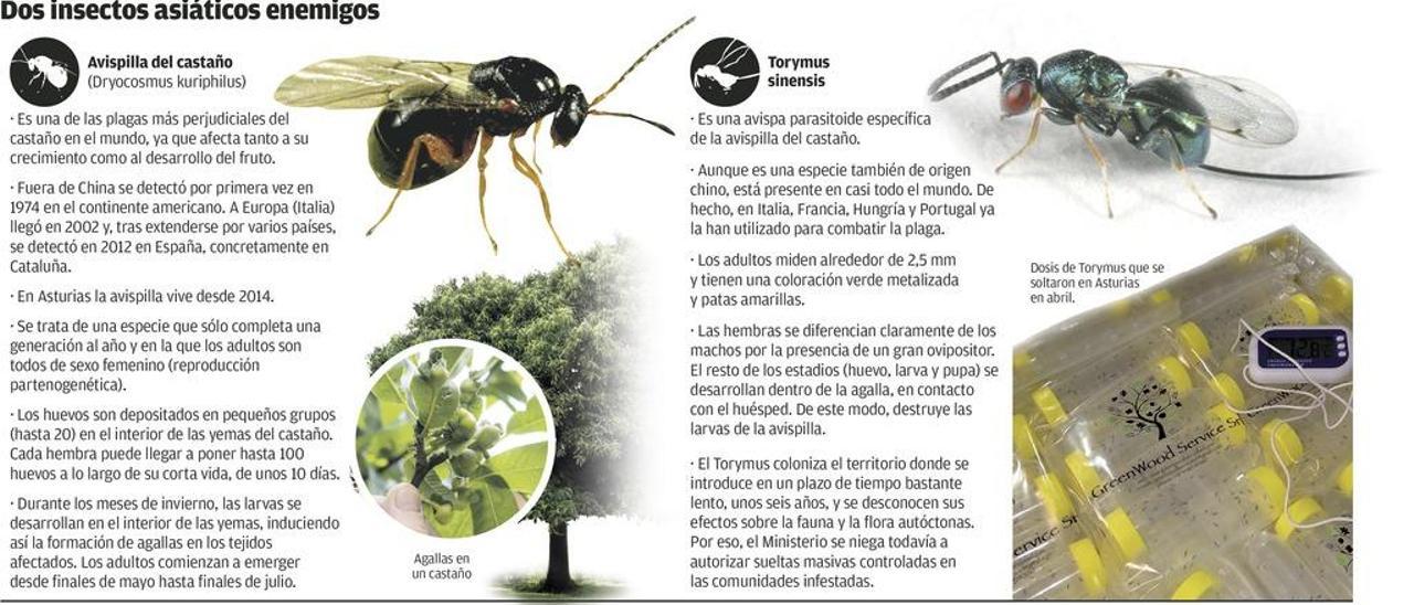 Asturias impulsa la suelta del depredador de la avispilla del castaño, que ya es plaga