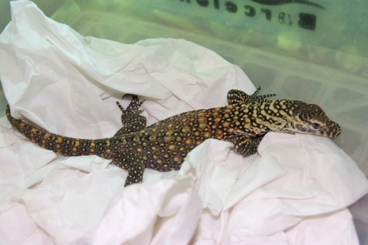 La primera cria de dragó de Komodo al Zoo de Barcelona