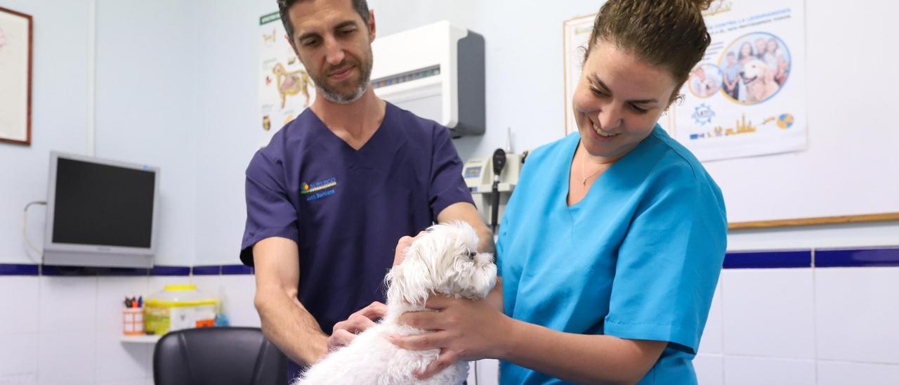 Dos profesionales de la clínica Surveco de Córdoba atienden a una mascota.