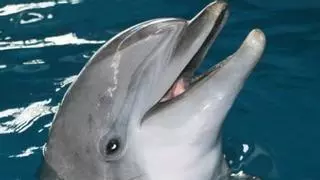 El lado oscuro de los delfines: dos cosas que quizás no sabes de estos simpáticos mamíferos