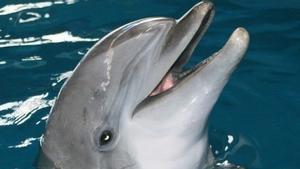 Uno de los delfines que estaba en el Zoo de Barcelona y que fue trasladado a Grecia en 2020 cuando se remodelaron las instalaciones del zoo barcelonés.