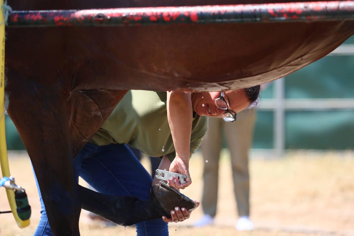 En imágenes: La primera jornada del Concurso Hípico de Luanco