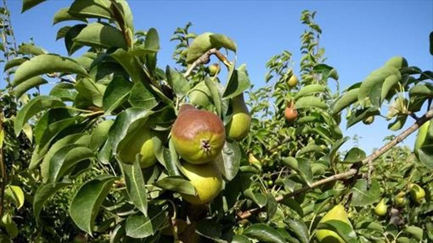 La ola de calor también golpea   al sector frutícola