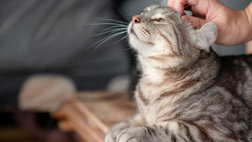 ¡Sorpresa! Estas son las razones de por qué tu gato te acompaña al váter