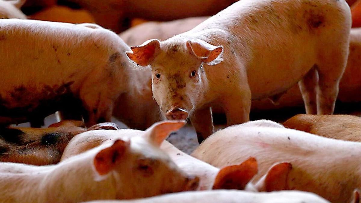 Refuerzo de la vigilancia contra la peste porcina: Galicia debe testar 28 granjas de riesgo dos veces al año