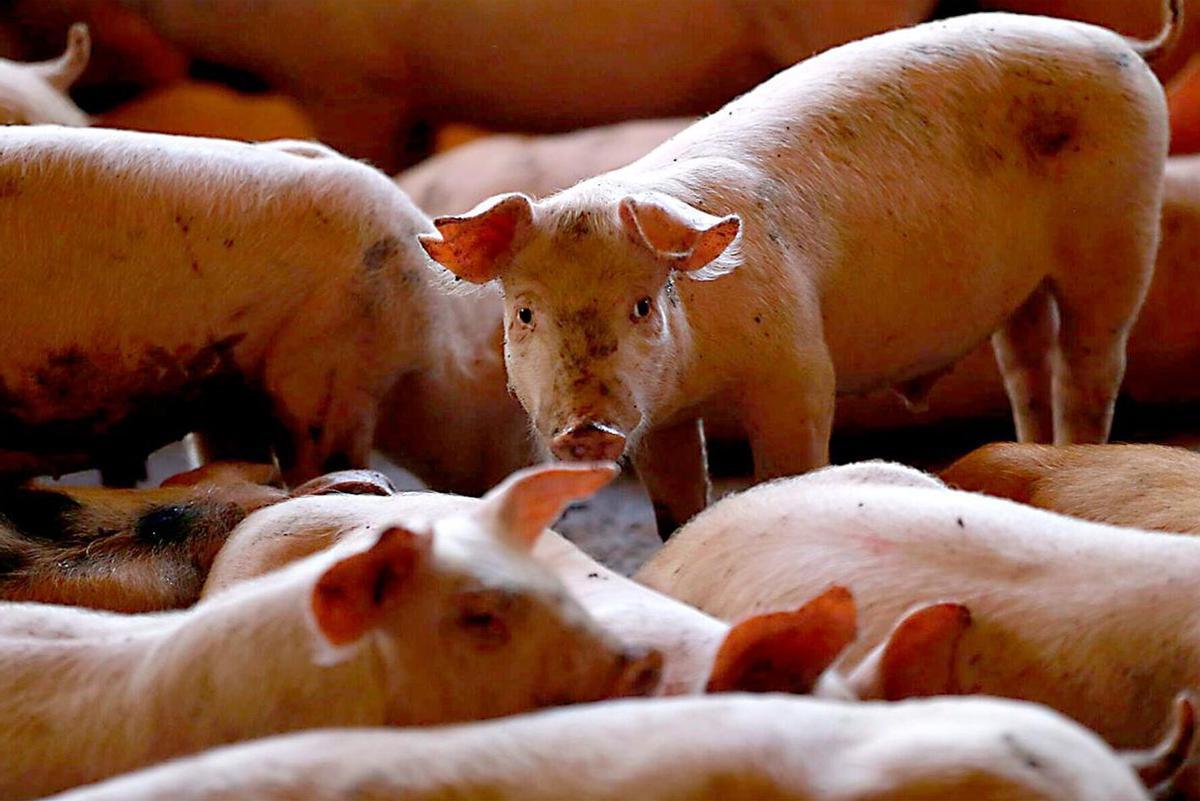 Piara de cerdos en un criadero. |  Francisco Guasco