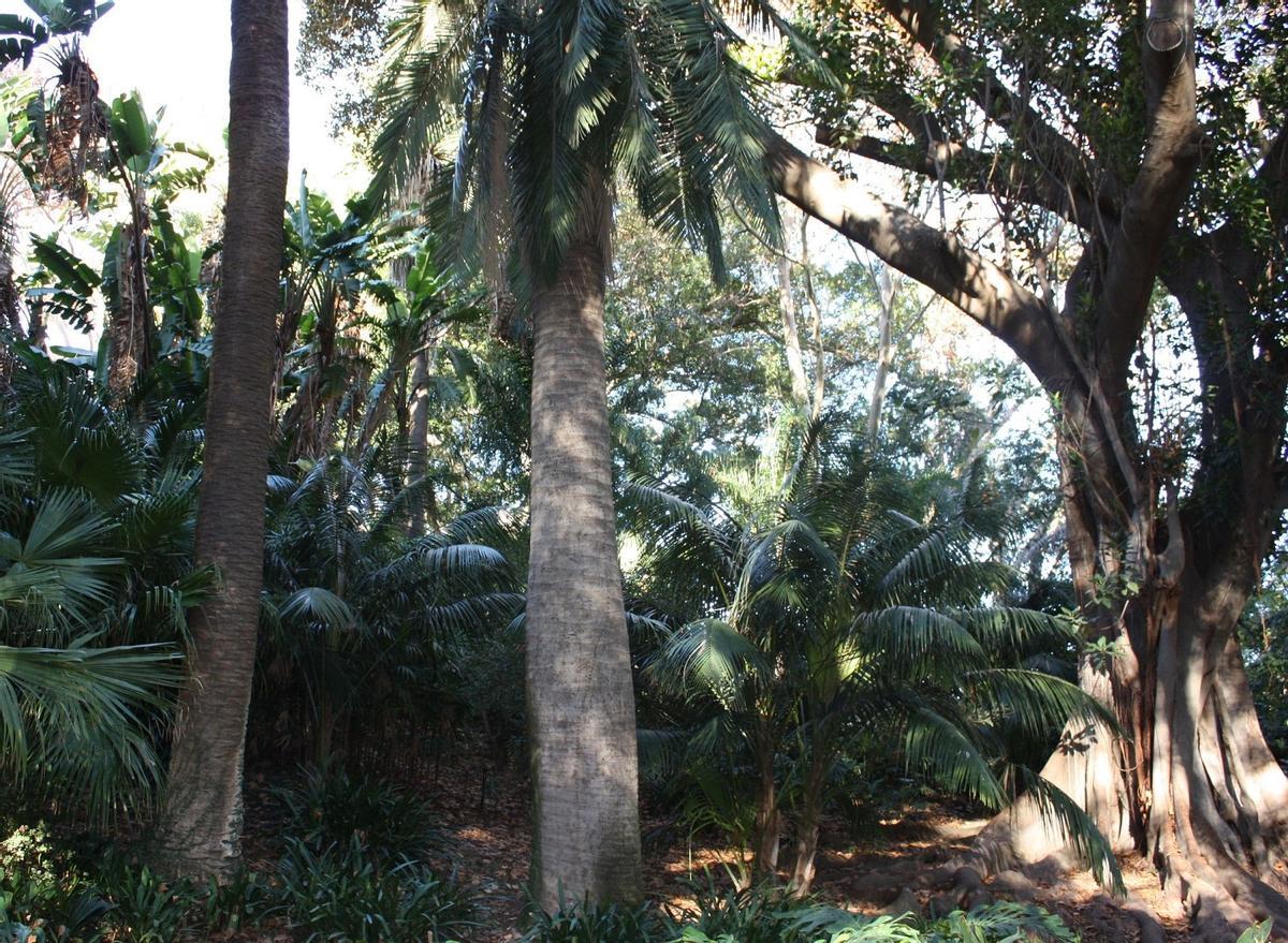 La palmera de Chile, en sus últimos años.