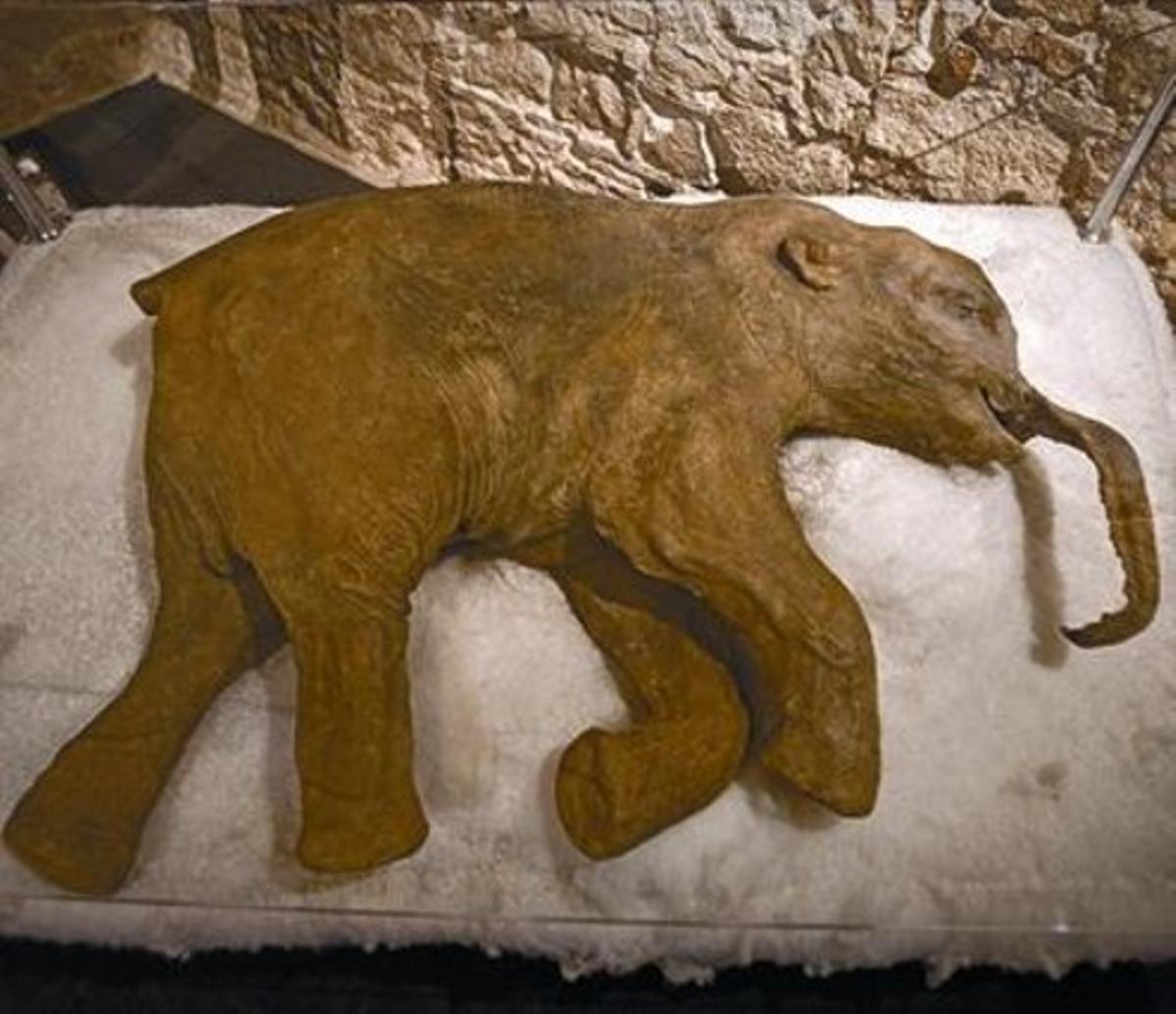 Réplica de Lyuba, la célebre cría de mamut fallecida hace 37.000 años.
