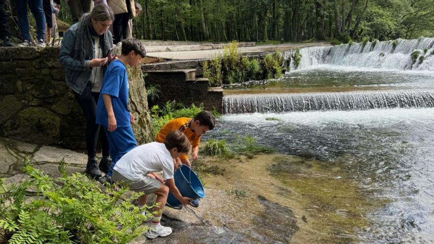 Repueblan el río Verdugo con más de 100 alevines de trucha